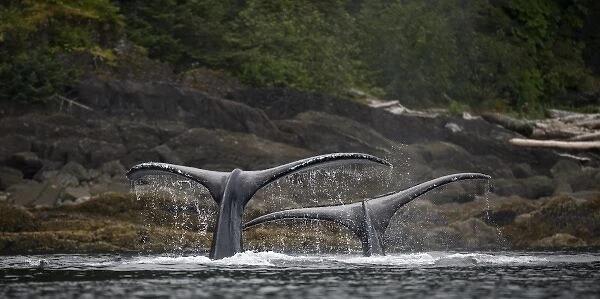 USA, Alaska, Humpback Whales (Megaptera novaengliae) raising their tail flukes while