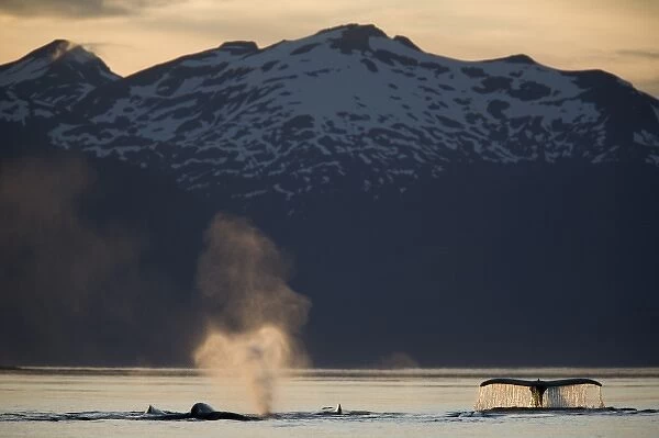 USA, Alaska, Humpback Whales (Megaptera novaengliae) sounding in Frederick Sound on summer evening