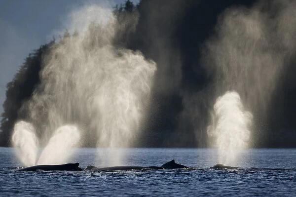 USA, Alaska, Humpback Whales (Megaptera novaengliae) sending up plumes of mist while