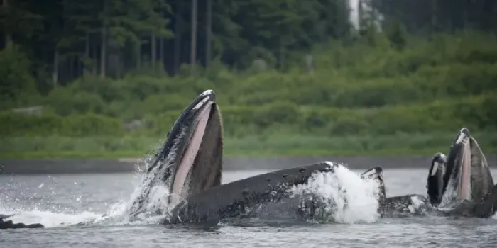 Framed Print : USA, Alaska, Humpback Whales (Megaptera novaengliae) lunging from water while bubble Framed Print : USA, Alaska, Humpback Whales (Megaptera novaengliae) lunging from water while bubble