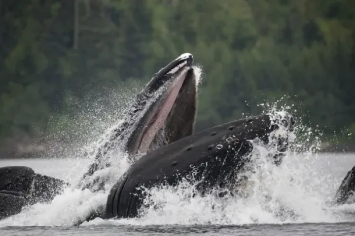 Framed Print : USA, Alaska, Humpback Whales (Megaptera novaengliae) lunging from water while bubble Framed Print : USA, Alaska, Humpback Whales (Megaptera novaengliae) lunging from water while bubble
