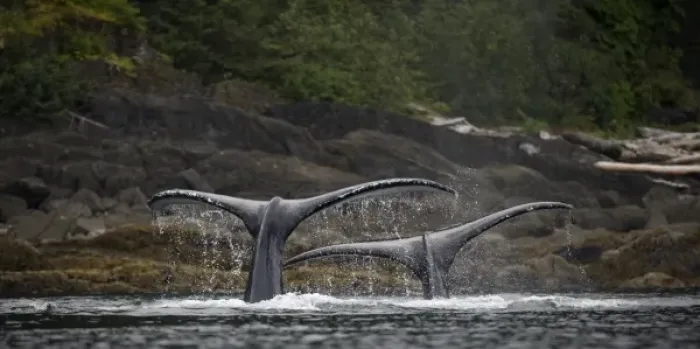 Framed Print : USA, Alaska, Humpback Whales (Megaptera novaengliae) raising their tail flukes while Framed Print : USA, Alaska, Humpback Whales (Megaptera novaengliae) raising their tail flukes while