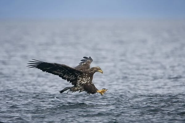USA, Alaska, Immature Bald Eagle (Haliaeetus leucocephalus) reaches with outstretched