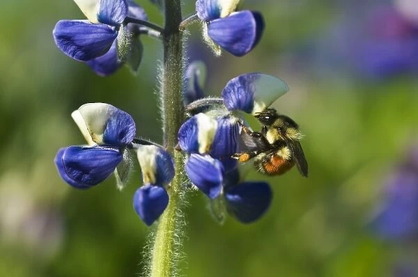 USA, Alaska, Inside Passage. Bee on lupine flower