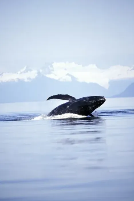Framed Print : USA, Alaska, Inside Passage. Breaching humpback whale Framed Print : USA, Alaska, Inside Passage. Breaching humpback whale