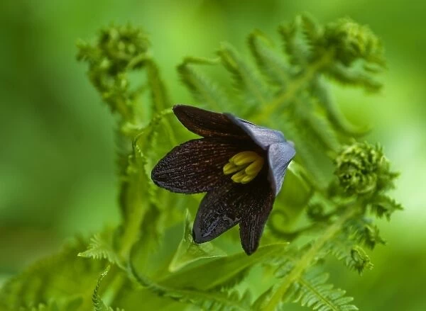 USA, Alaska, Inside Passage. Close-up of chocolate lily and fern