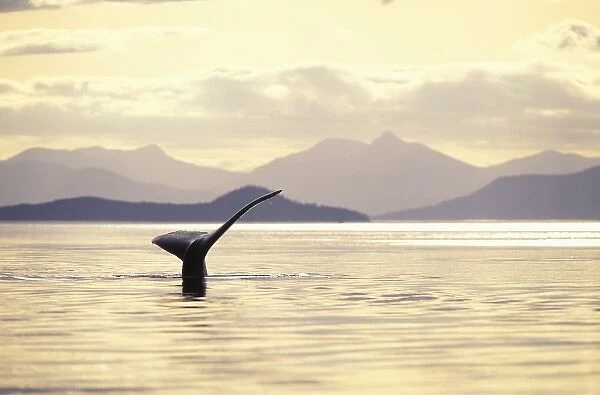 USA, Alaska, Inside Passage. Humpback whale at sunset