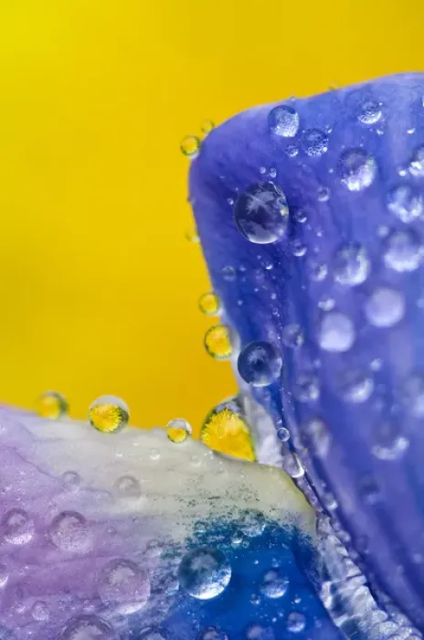 Framed Print : USA, Alaska, Inside Passage. Lupine with rain drops and reflected dandelions. Credit as Framed Print : USA, Alaska, Inside Passage. Lupine with rain drops and reflected dandelions. Credit as