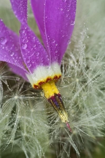 USA, Alaska, Inside Passage. Macro of shooting star flower on dandelion seeds
