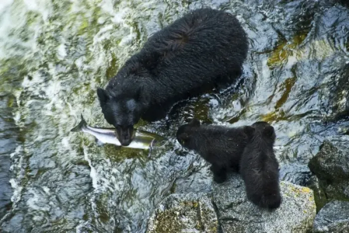 Framed Print : USA, Alaska, Inside Passage. Mother black bear with salmon and cubs on Anan Creek Framed Print : USA, Alaska, Inside Passage. Mother black bear with salmon and cubs on Anan Creek