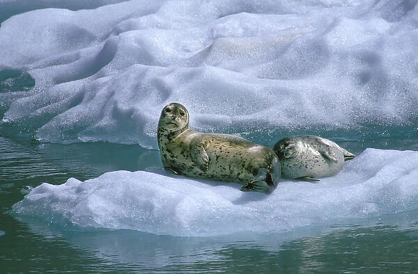 USA, Alaska, Inside Passage. Mother seal and pup on ice float