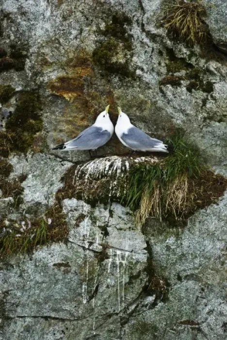 Framed Print : USA, Alaska, Inside Passage. Pair of black-legged kittiwakes Framed Print : USA, Alaska, Inside Passage. Pair of black-legged kittiwakes