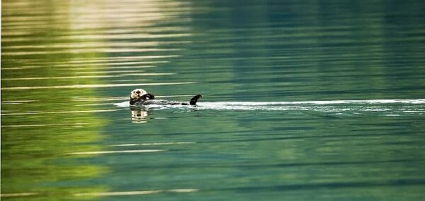 USA, Alaska, Inside Passage. Sea otter swims amid reflections