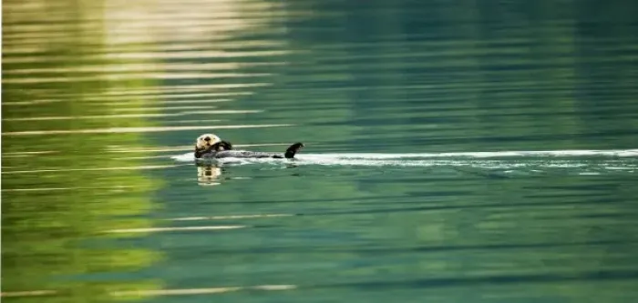 Framed Print : USA, Alaska, Inside Passage. Sea otter swims amid reflections Framed Print : USA, Alaska, Inside Passage. Sea otter swims amid reflections
