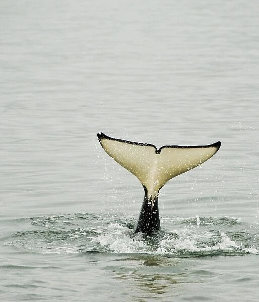 USA, Alaska, Inside Passage. Tail of diving orca