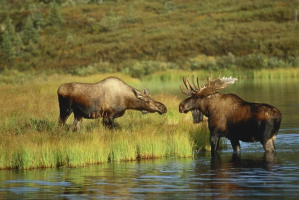 06. USA, Alaska, Interior Alaska, Denali National Park