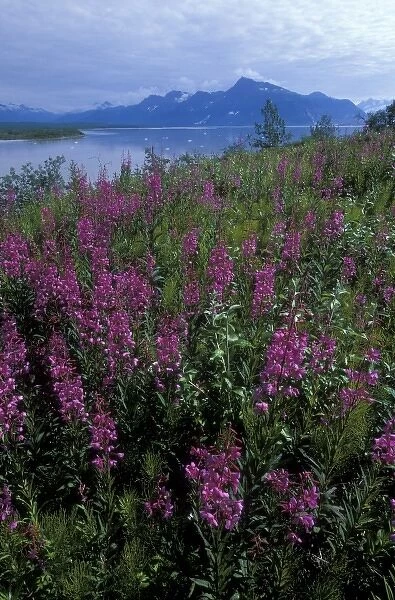 USA, Alaska, interior, Miles Lake, near Cordova, Fireweed blooms along Copper River