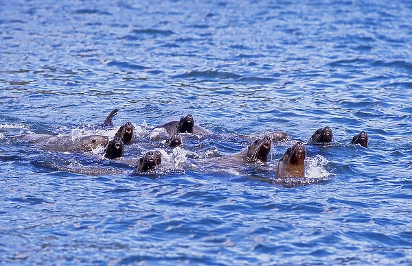 USA, Alaska, Juneau, Auke Bay, seals
