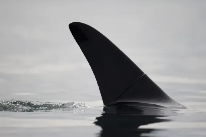 Framed Print : USA, Alaska, Juneau, Close-up view of Killer Whales fin (Orcinus orca) surfacing Framed Print : USA, Alaska, Juneau, Close-up view of Killer Whales fin (Orcinus orca) surfacing
