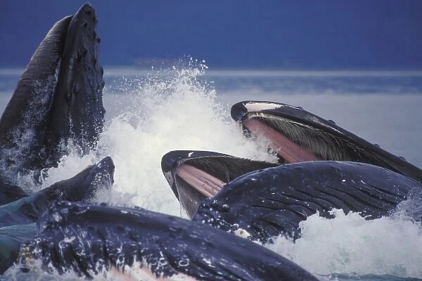 USA, Alaska, Juneau. Humpback whales bubble net feed