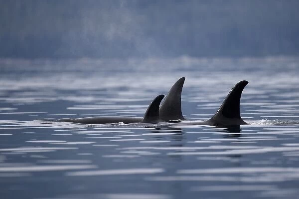 USA, Alaska, Juneau, Pod of Killer Whales (Orcinus orca) swimming in Stephens Passage