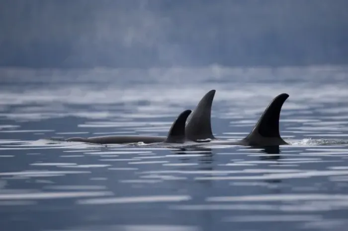 Framed Print : USA, Alaska, Juneau, Pod of Killer Whales (Orcinus orca) swimming in Stephens Passage