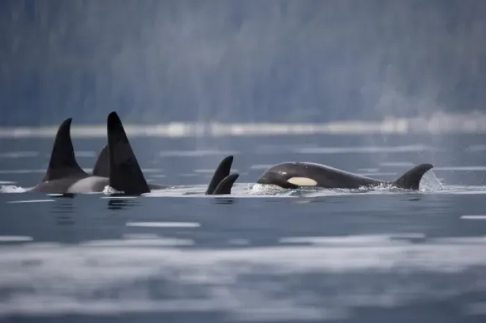 Framed Print : USA, Alaska, Juneau, Pod of Killer Whales (Orcinus orca) swimming in Stephens Passage