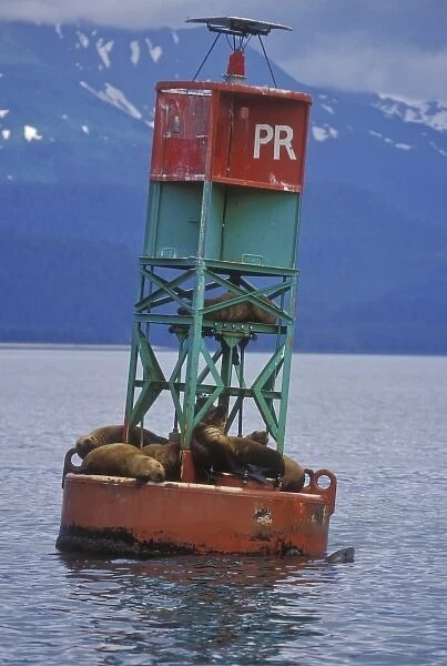 USA, Alaska, Juneau. Stellar sea lions rest on a buoy in the Inside Passage. Credit as