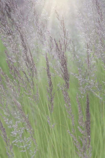 USA, Alaska, Juneau. Sunlit grass in meadow. Credit as: Don Paulson  /  Jaynes Gallery  / 