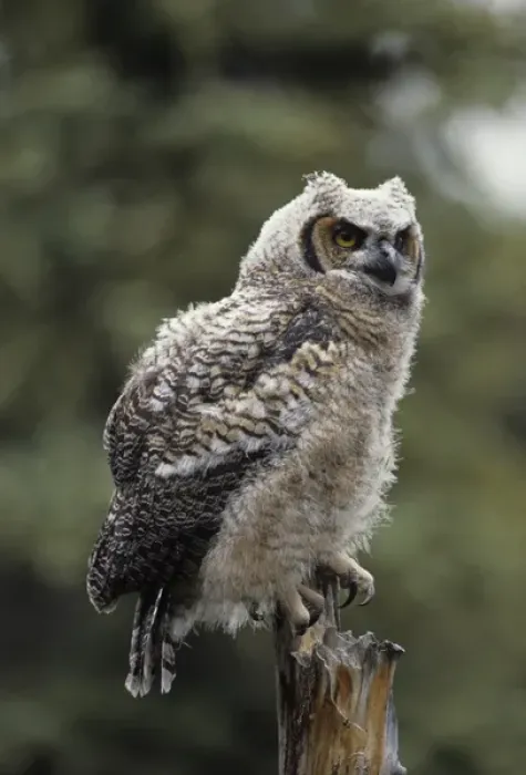 Framed Print : USA, Alaska, Juvenile Great Horned Owl