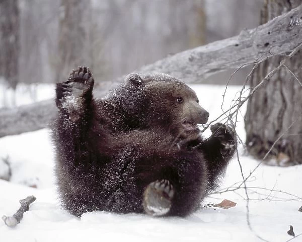 USA, Alaska. Juvenile grizzly plays with tree branch in winter. Credit as: Jim Zuckerman