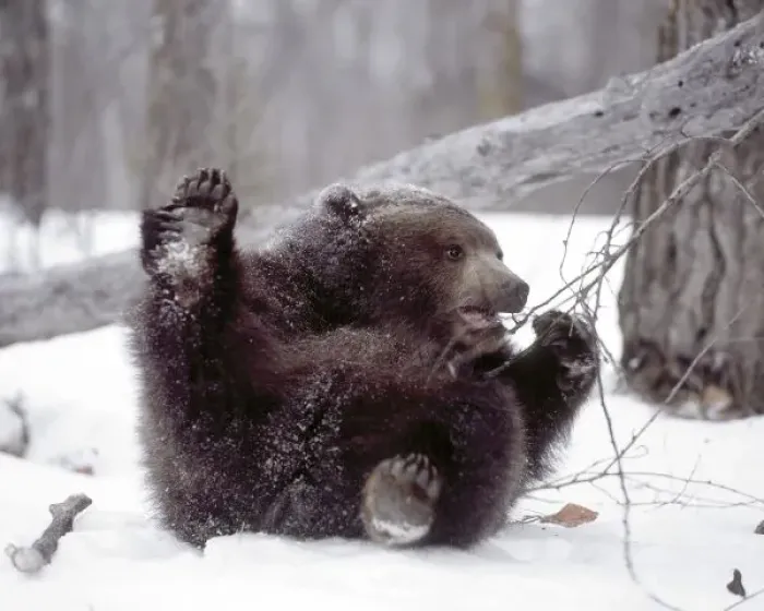 Framed Print : USA, Alaska. Juvenile grizzly plays with tree branch in winter. Credit as: Jim Zuckerman