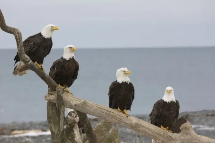 Framed Print : USA, Alaska, Kachemak Bay, Homer Spit. Bald eagles perched on a piece of driftwood Framed Print : USA, Alaska, Kachemak Bay, Homer Spit. Bald eagles perched on a piece of driftwood