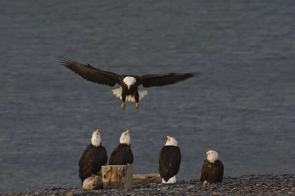 USA, Alaska, Kachemak Bay, Homer Spit. Bald eagle demonstrates proper landing technique