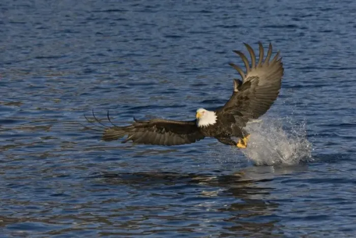 Framed Print : USA, Alaska, Kachemak Bay State Park, Kachemak Bay. Bald eagle takes flight after catching fish