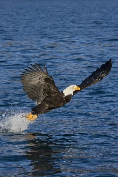 USA, Alaska, Kachemak Bay State Park, Kachemak Bay. Bald eagle takes flight after catching fish