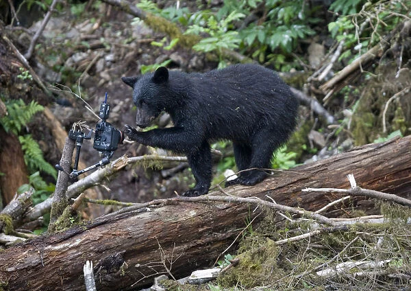 USA, Alaska, Kake, Black Bear (Ursus americanus) inspects remote control camera