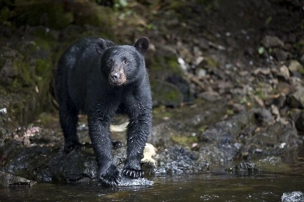 USA, Alaska, Kake, Black Bear (Ursus americanus) hunting along Gunnuk Creek during