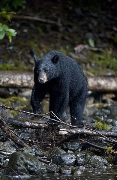 USA, Alaska, Kake, Black Bear (Ursus americanus) walking along Gunnuk Creek in early