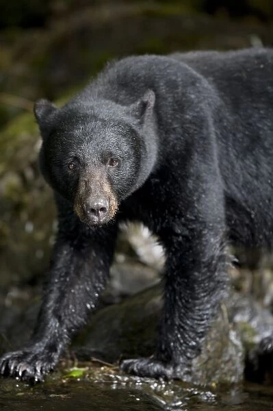 USA, Alaska, Kake, Black Bear (Ursus americanus) hunting for spawning Chum Salmon