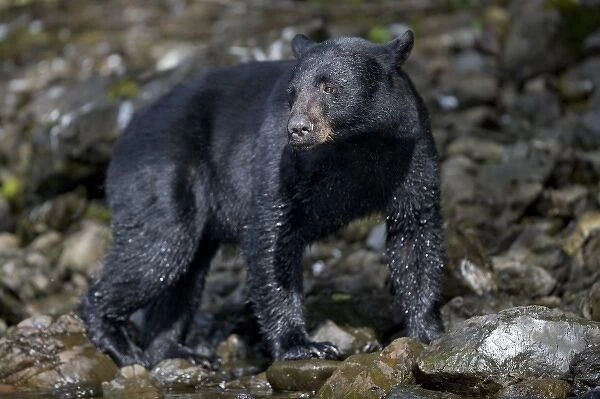 USA, Alaska, Kake, Black Bear (Ursus americanus) walking along Gunnuk Creek during