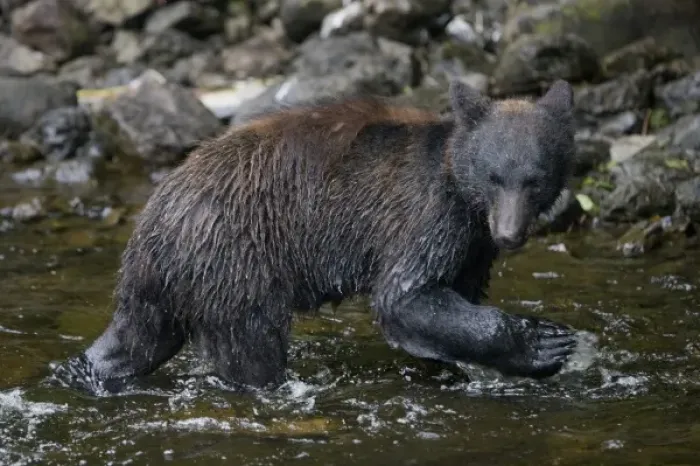 Framed Print : USA, Alaska, Kake, Black Bear (Ursus americanus) walking in shallows along Gunnuk Framed Print : USA, Alaska, Kake, Black Bear (Ursus americanus) walking in shallows along Gunnuk