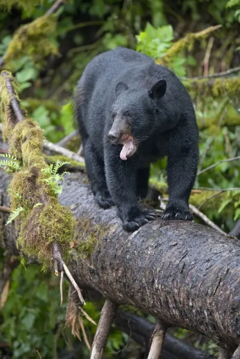 Framed Print : USA, Alaska, Kake, Black Bear (Ursus americanus) yawns while standing balanced