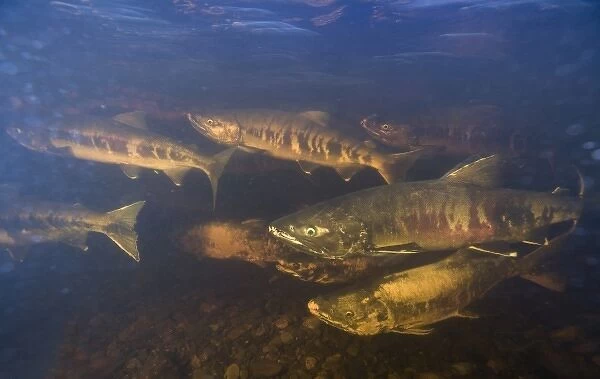 USA, Alaska, Kake, Underwater view of Chum Salmon (Oncorhynchus keta) spawning in
