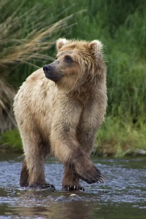 Framed Print : USA, Alaska, Katmai. Blonde grizzly bear in river