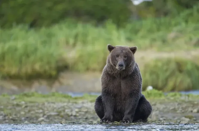 Framed Print : USA, Alaska, Katmai National Park, Grizzly Bear (Ursus arctos) sitting along salmon Framed Print : USA, Alaska, Katmai National Park, Grizzly Bear (Ursus arctos) sitting along salmon