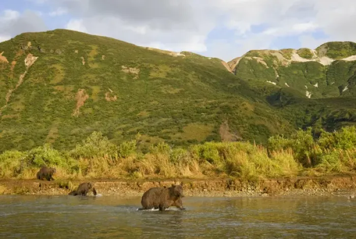 Framed Print : USA, Alaska, Katmai National Park, Kinak Bay, Brown Bear (Ursus arctos) Sow and Cubs