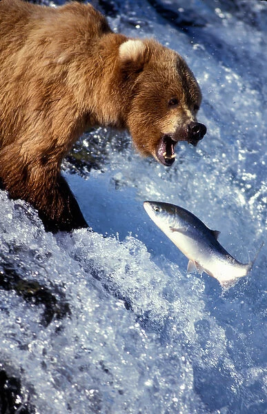 USA, Alaska, Katmai National Park, Grizzly Bear (Ursus arctos) and red salmon (Oncorhynchus