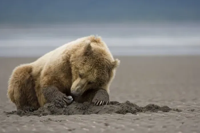 Framed Print : USA, Alaska, Katmai National Park, Brown Bear (Ursus arctos) digging for clams