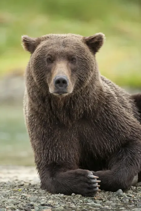 Framed Print : USA, Alaska, Katmai National Park, Close-up of Grizzly Bear (Ursus arctos) resting